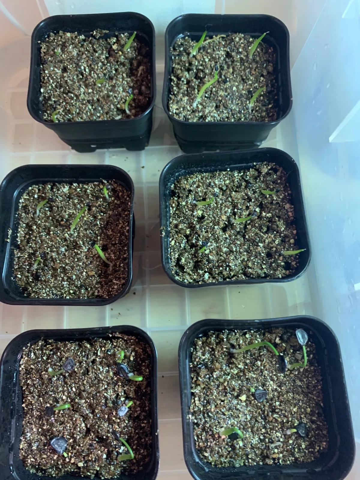 Agave titanota 'Blue' (アガベ チタノタブルー)