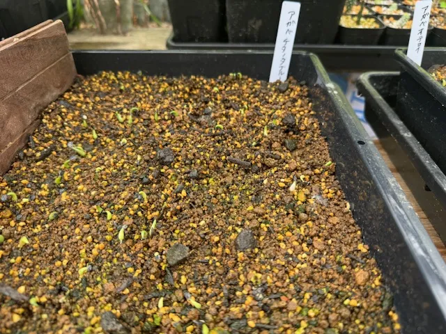 Agave titanota 'Blue' (アガベ チタノタブルー)