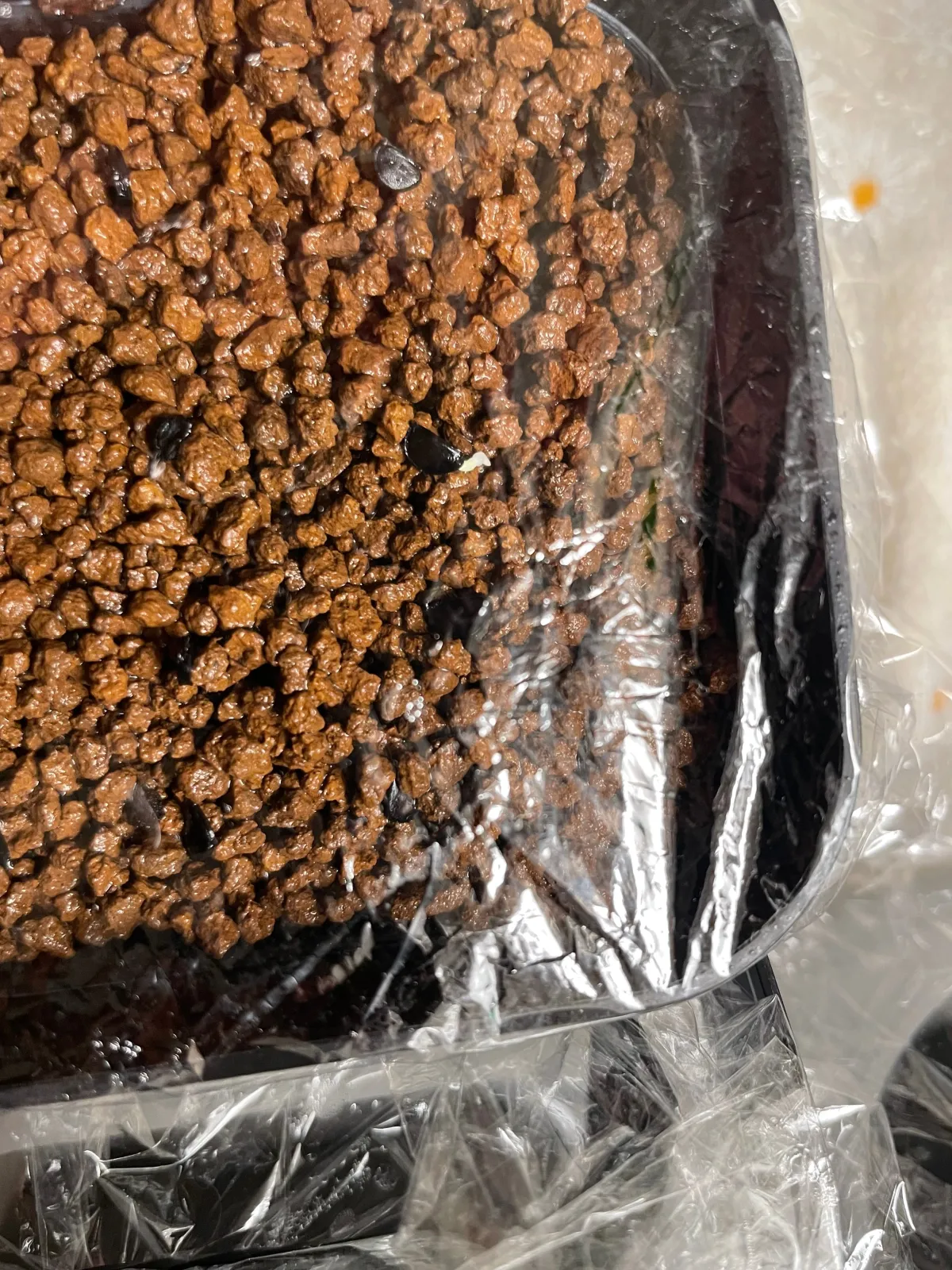 Agave horrida ssp. horrida (アガベ ホリダ)