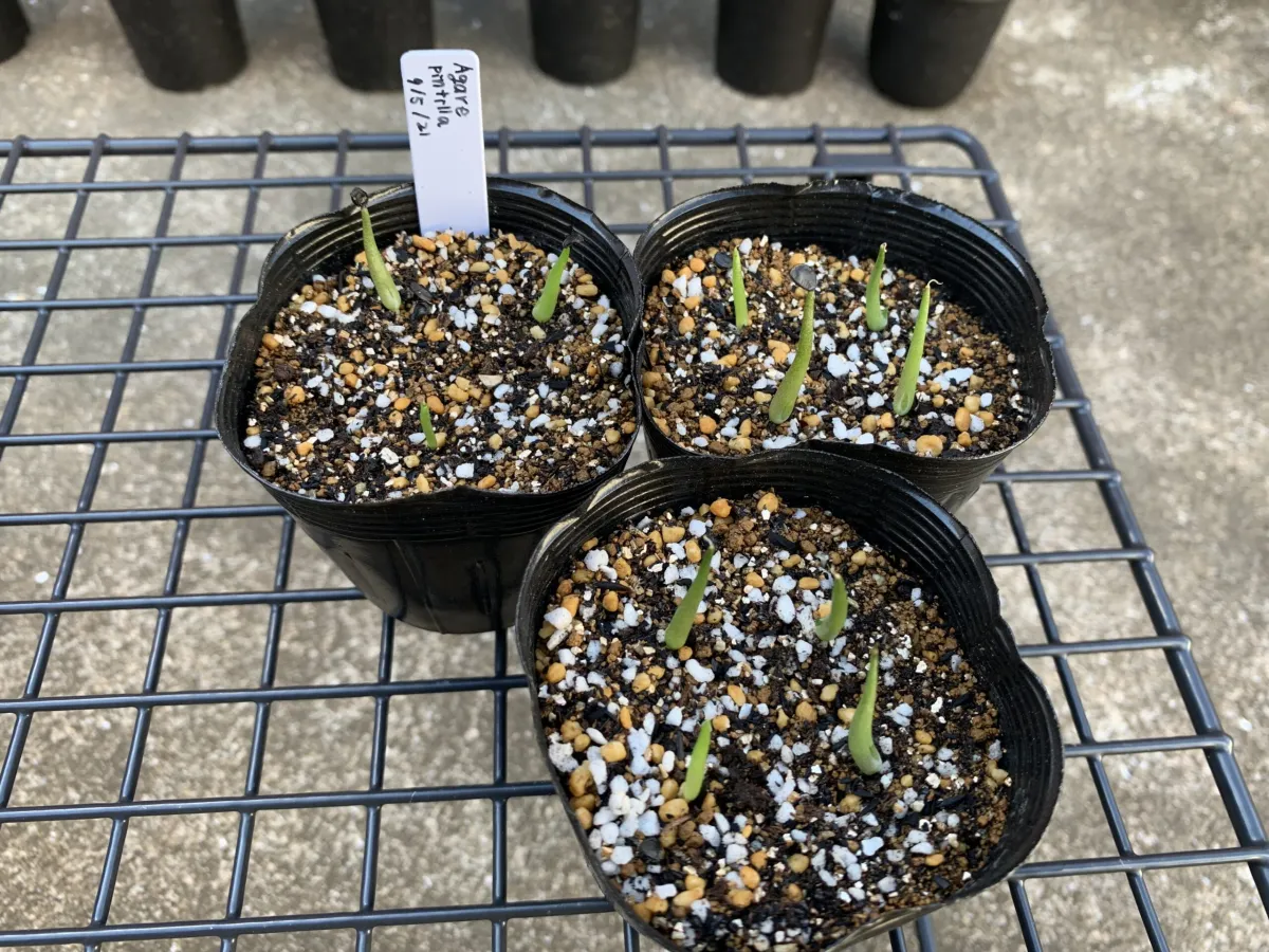 Agave pintilla (アガベ ピンティラ)