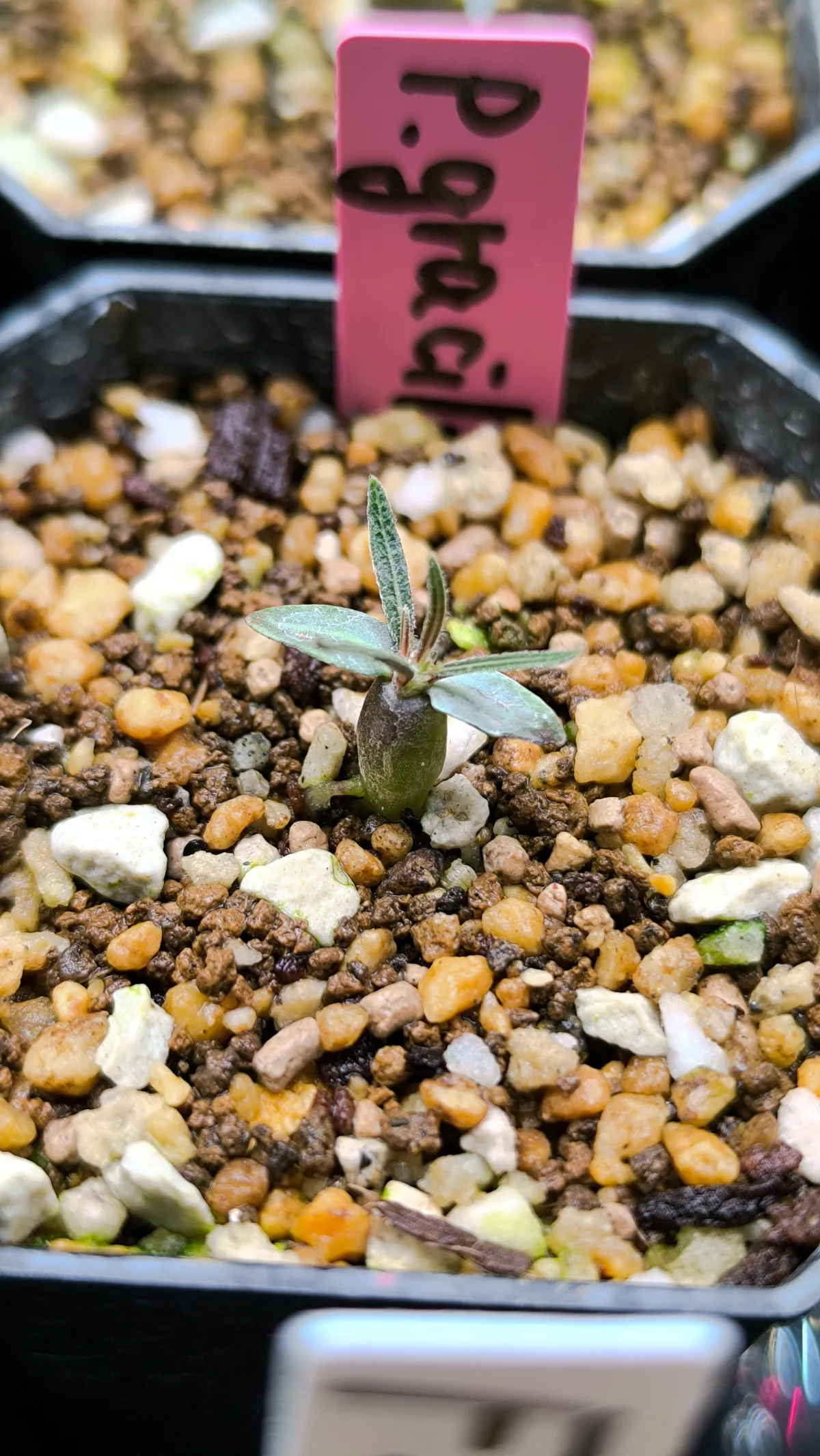 [無料種子] 発芽難 パキポディウム グラキリス　 Pachypodium rosulatum var. gracilius