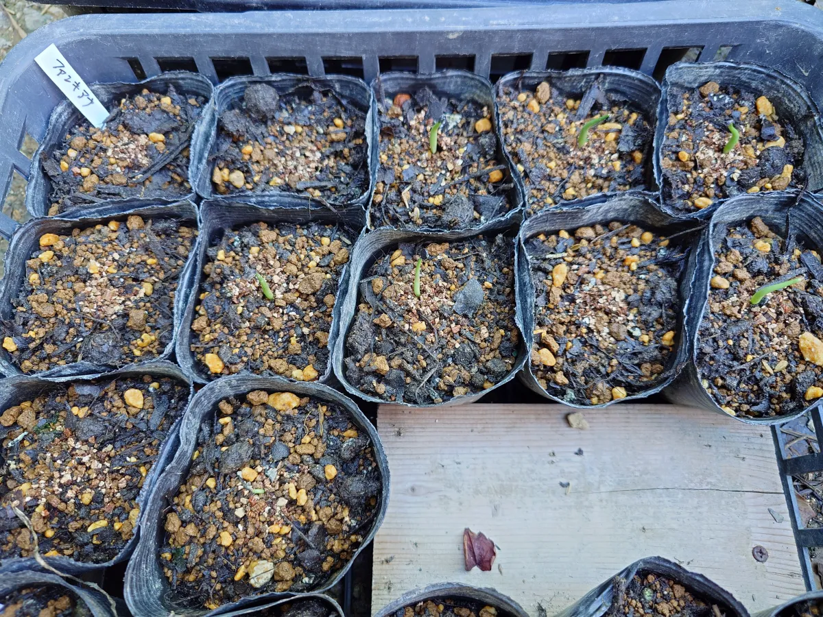 Agave funkiana (アガベ ファンキアナ)