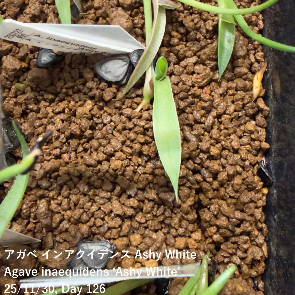 Agave inaequidens 'Ashy White' (アガベ インアクイデンス アッシーホワイト)