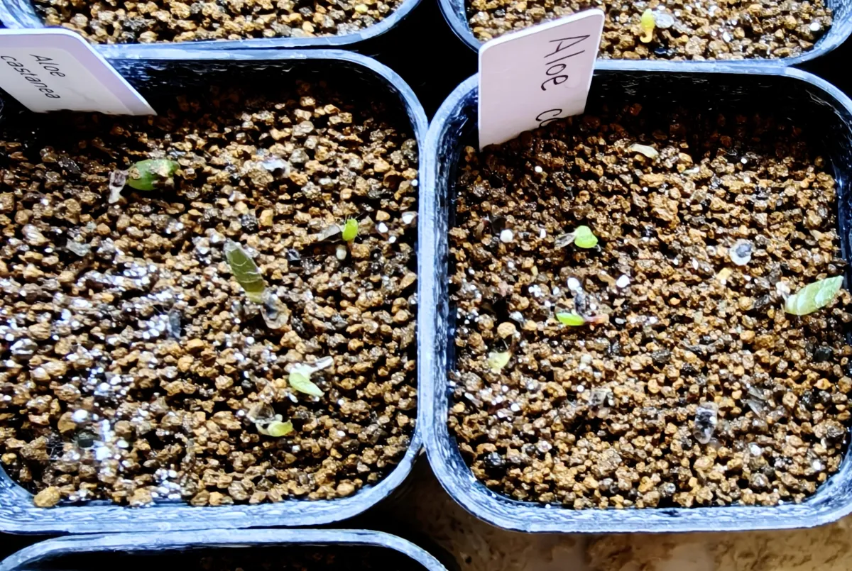 Aloe castanea (アロエ カスタネア)