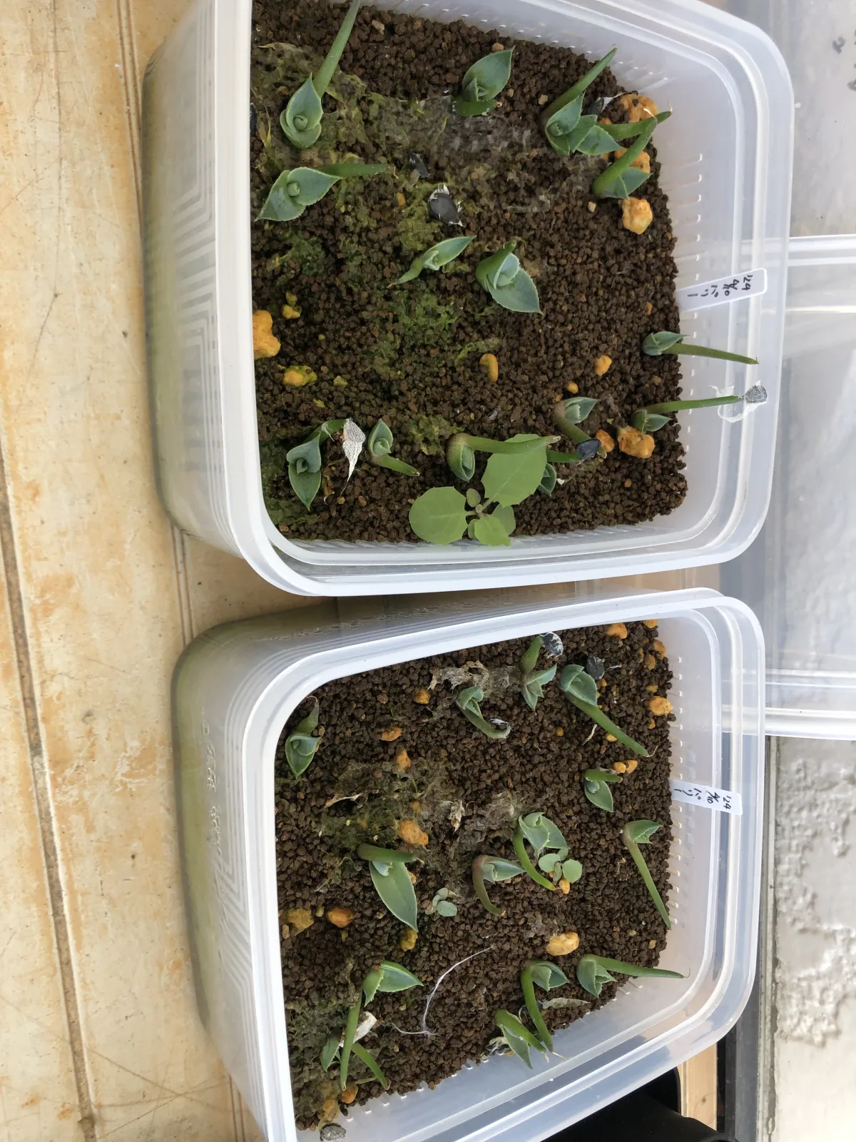 Agave parryi subsp. parryi (アガベ パリー)