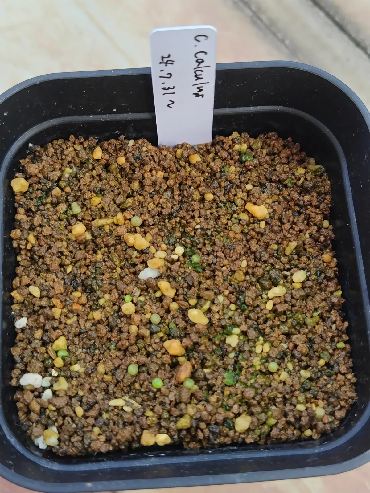 Conophytum calculus (コノフィツム カルキュルス 玉翡翠)