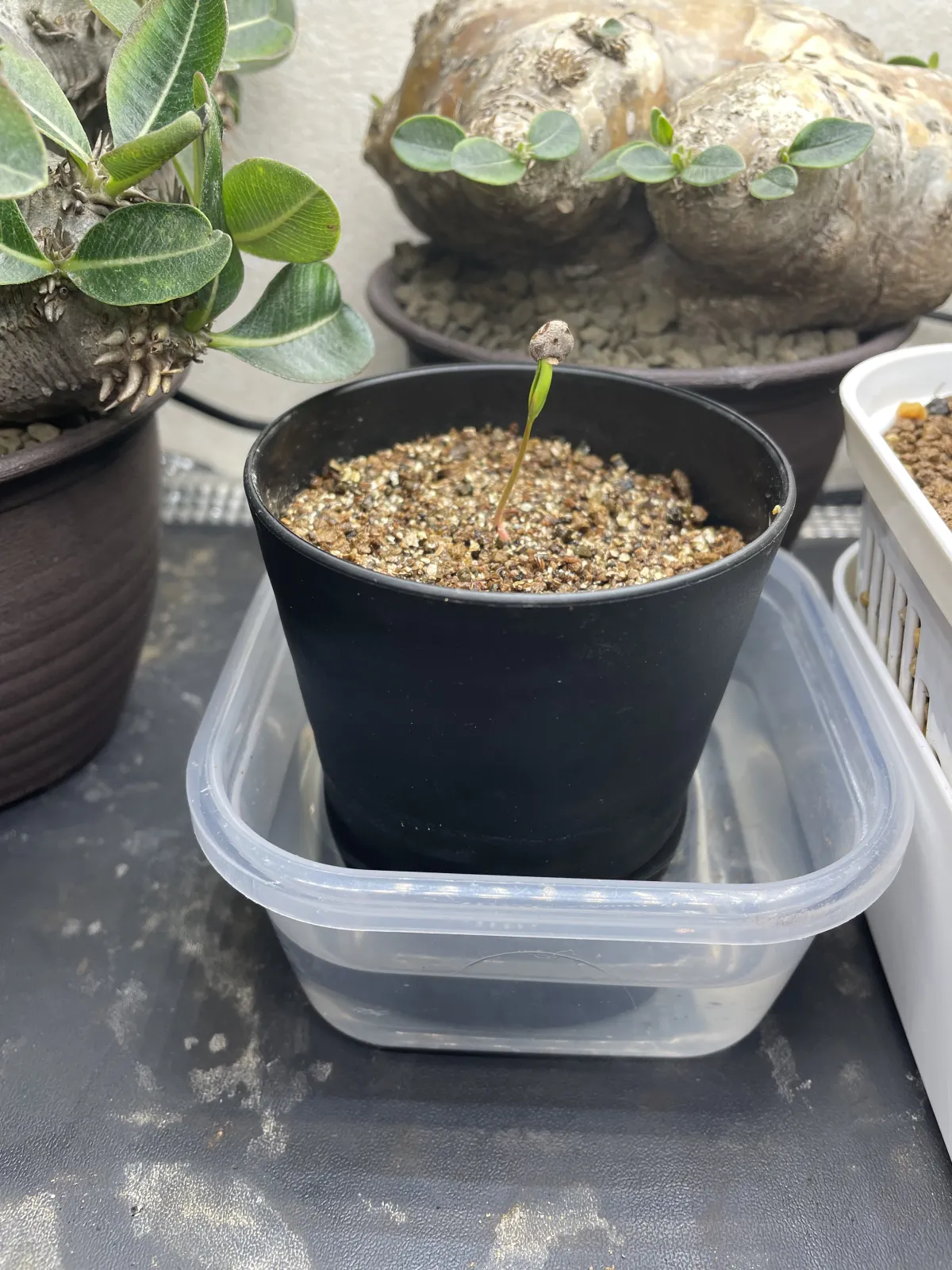 Operculicarya pachypus (オペルクリカリア パキプス)