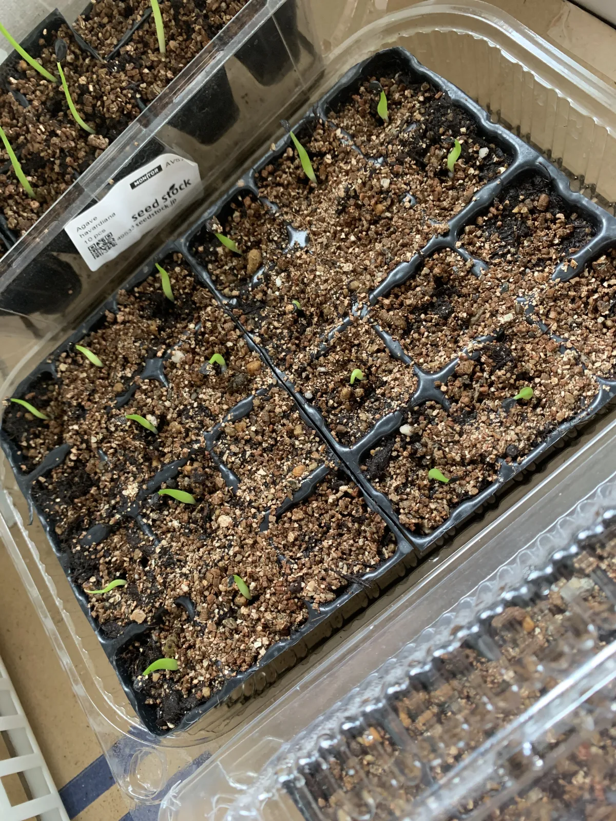 Agave oteroi (アガベ オテロイ)