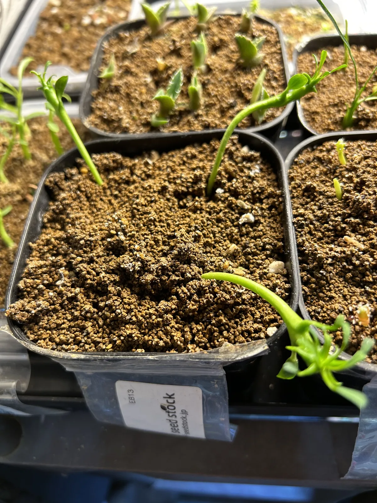 Euphorbia enopla (ユーフォルビア エノプラ 紅彩閣)