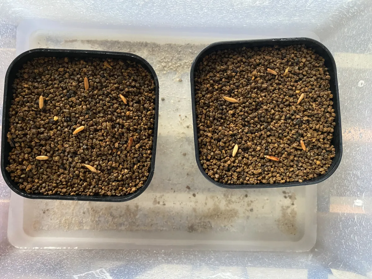 [無料種子] 発芽難 パキポディウム グラキリス　 Pachypodium rosulatum var. gracilius