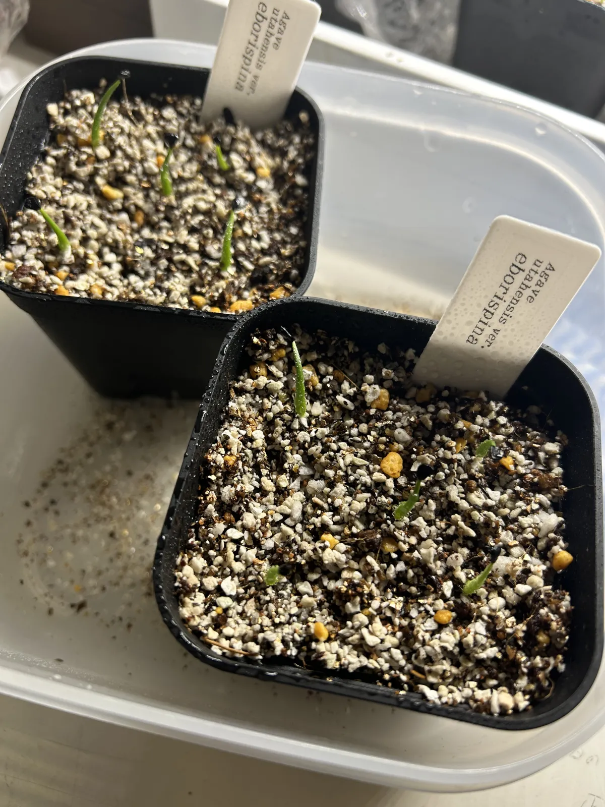 Agave utahensis var. eborispina (アガベ エボリスピナ)