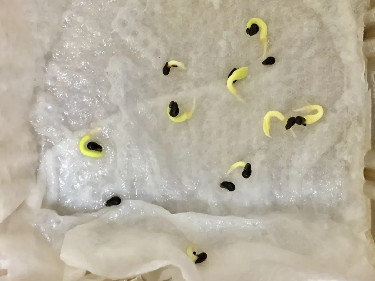 Hylocereus costaricensis (レッドドラゴンフルーツ)