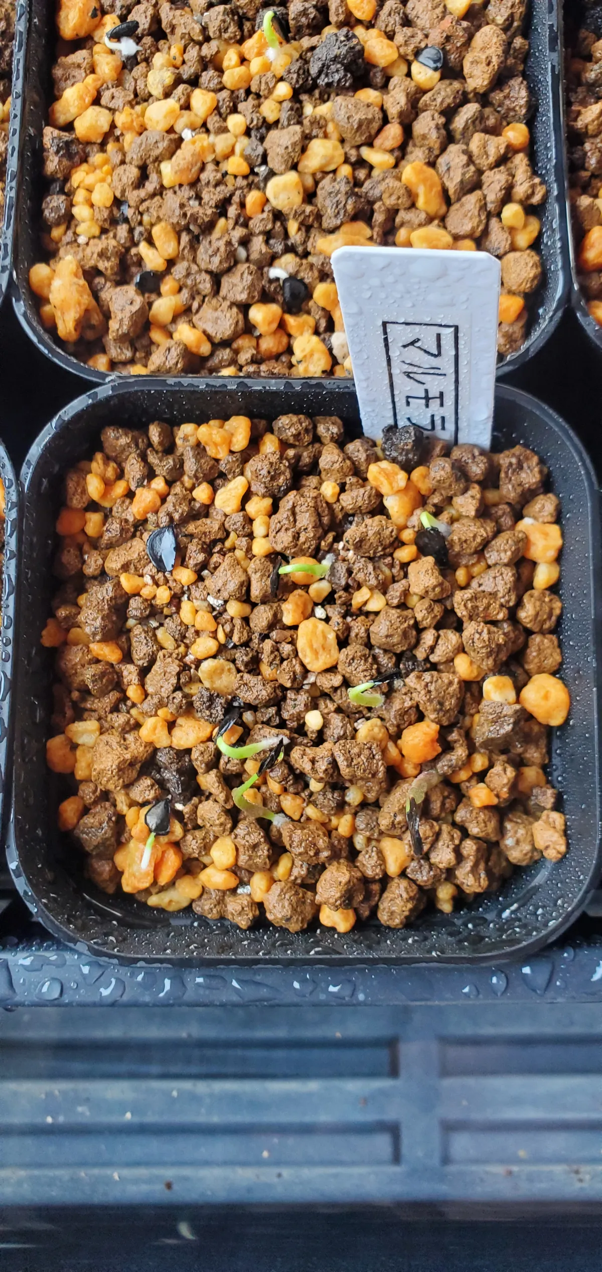 Agave marmorata (アガベ マルモラータ)