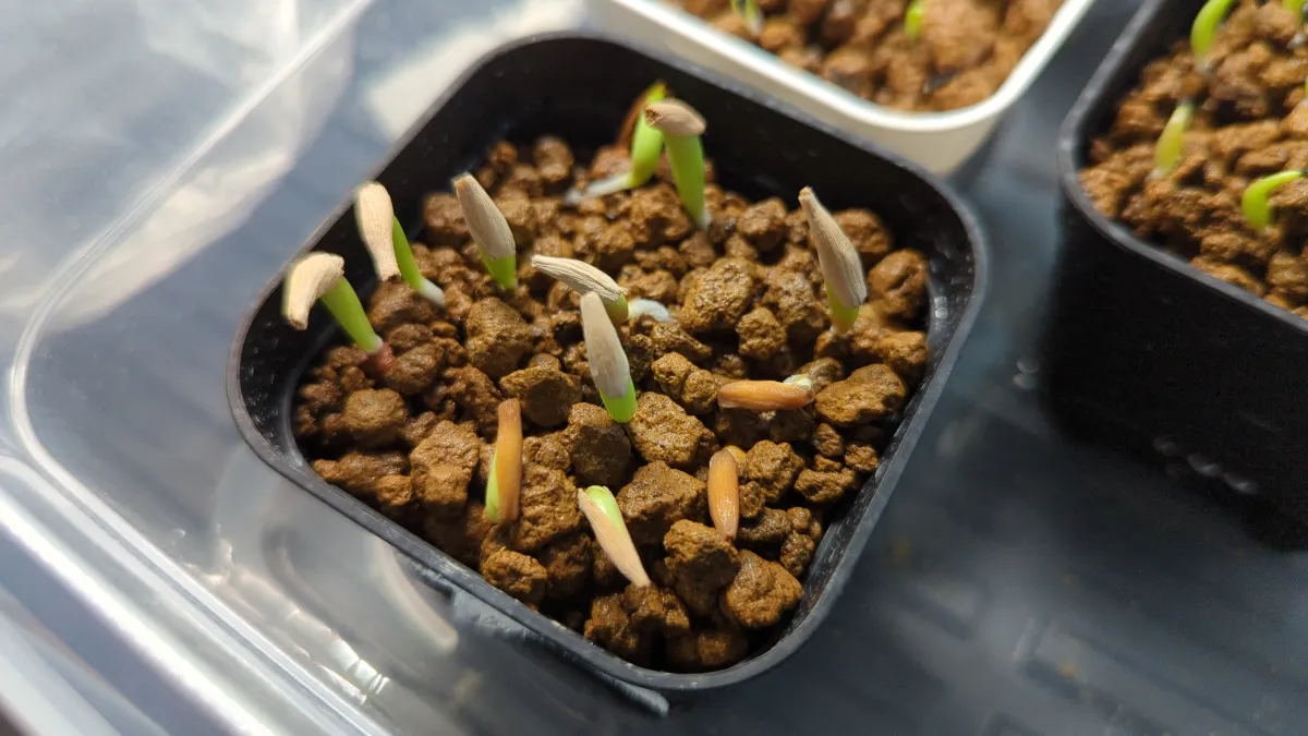 Adenium obesum (アデニウム オベスム)