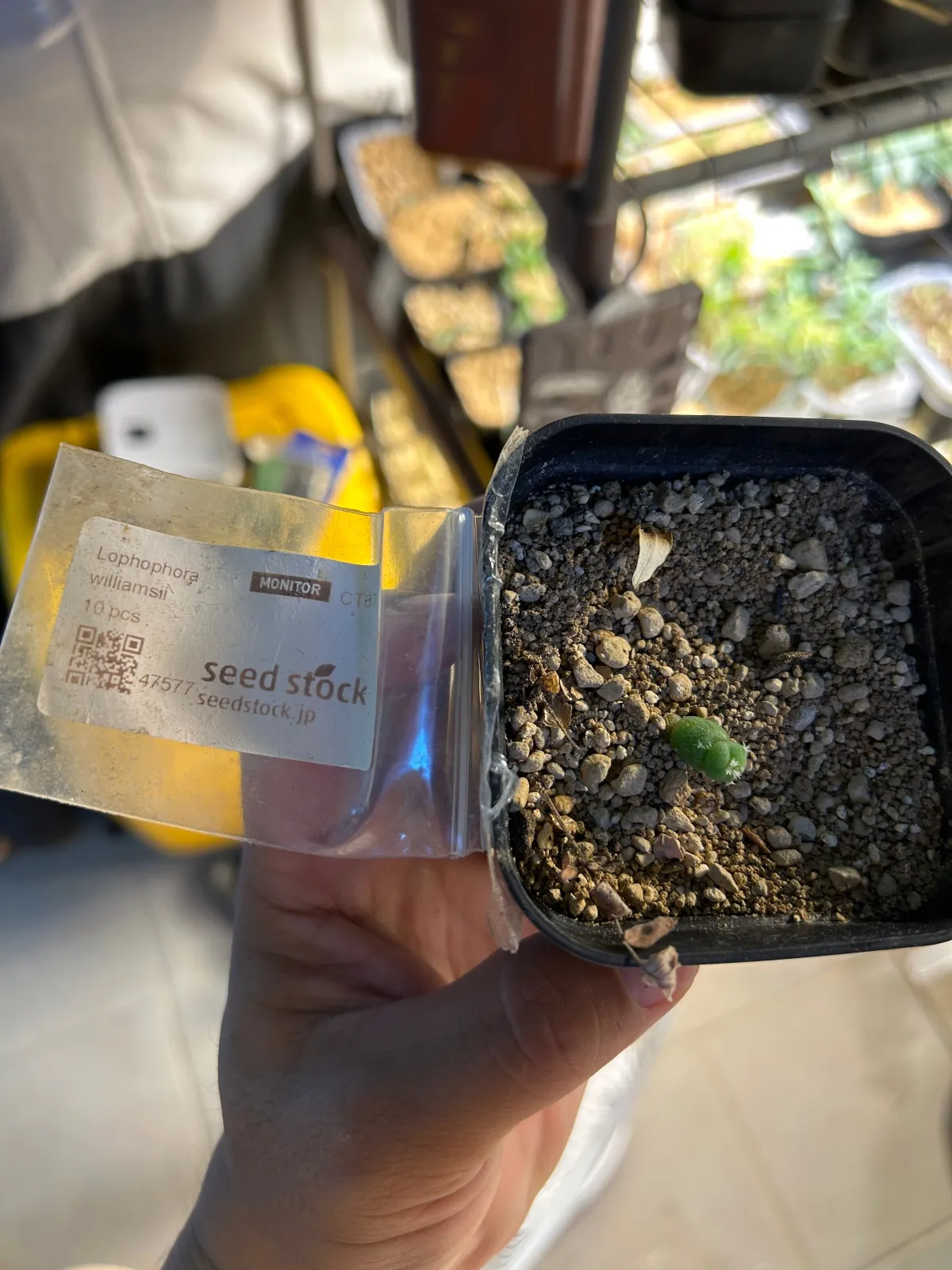 Lophophora williamsii (ロフォフォラ 鳥羽玉)