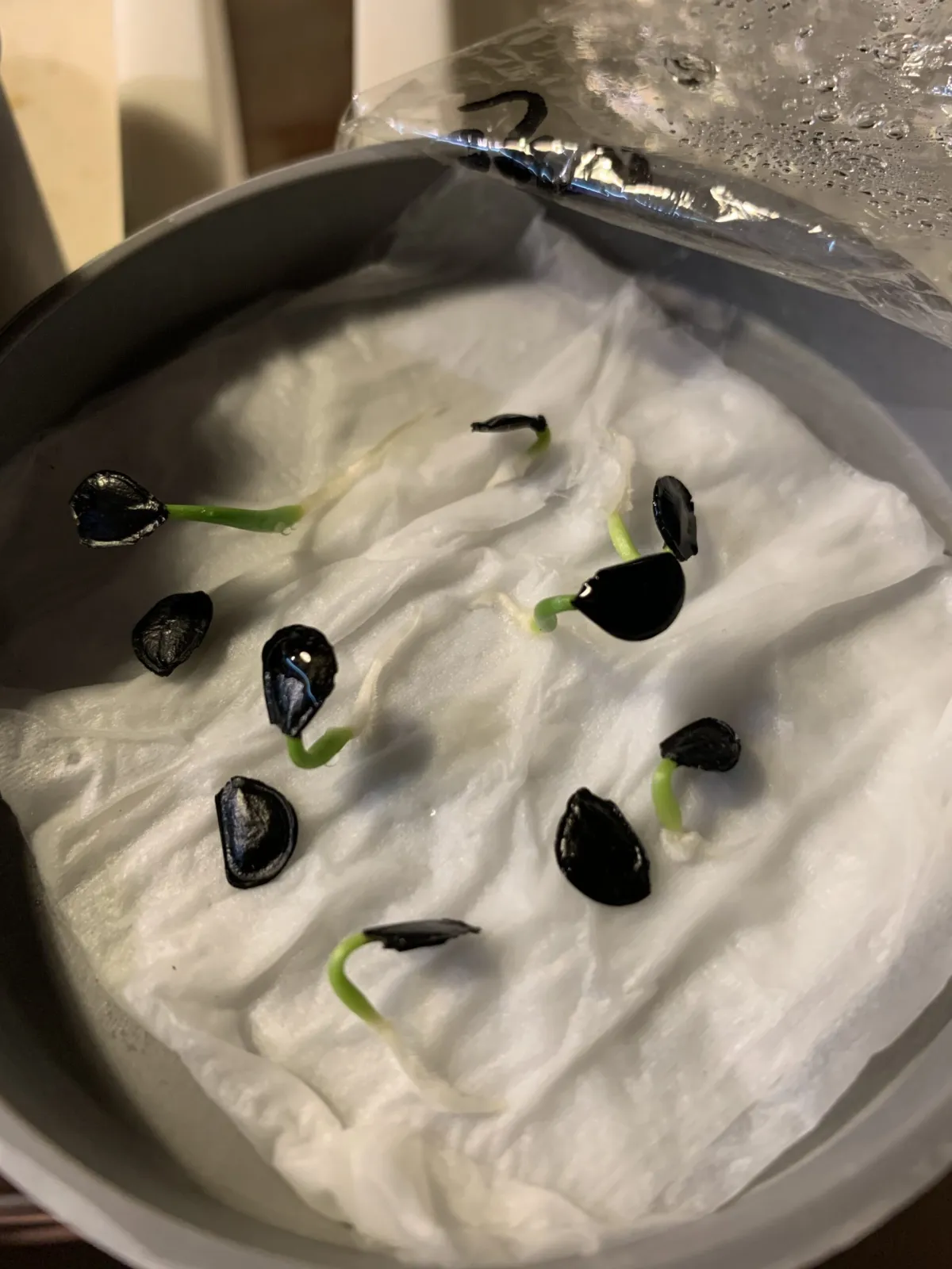 Agave gentryi La Escondida (アガベ ジェントリー ラ・エスコンディーダ)