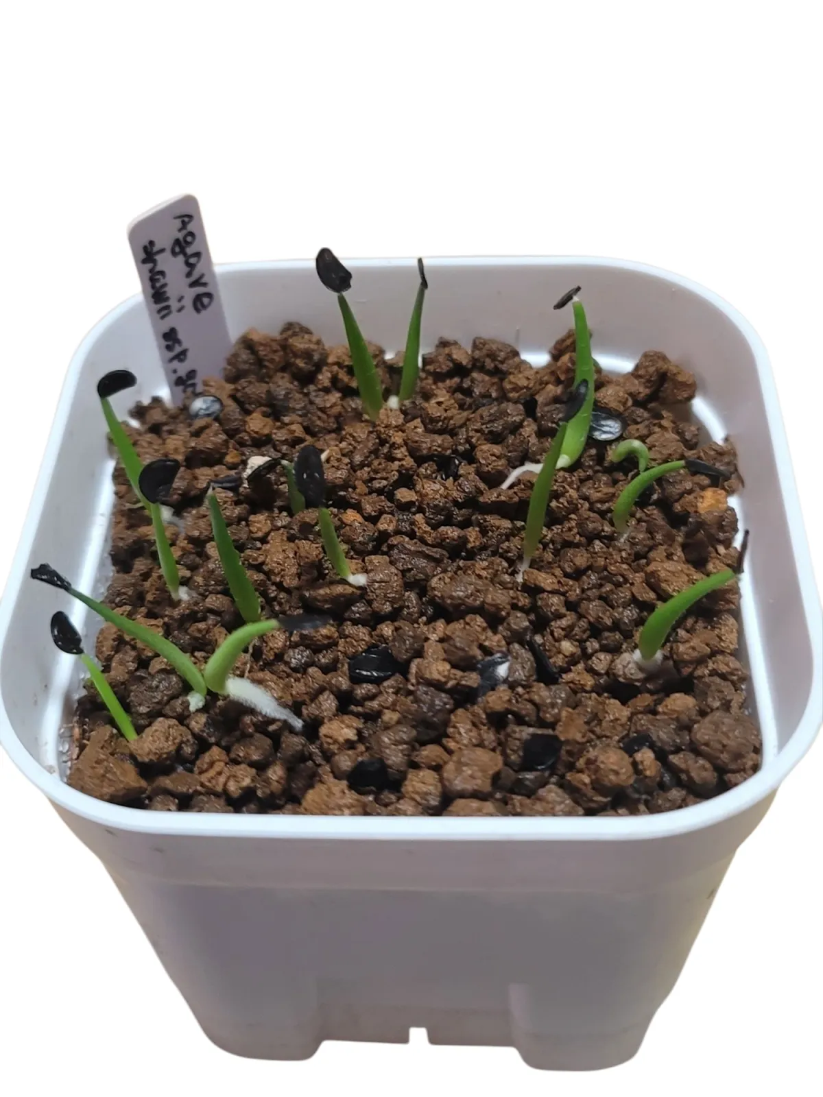 Agave shawii subsp. goldmaniana (アガベ ゴールドマニアナ)