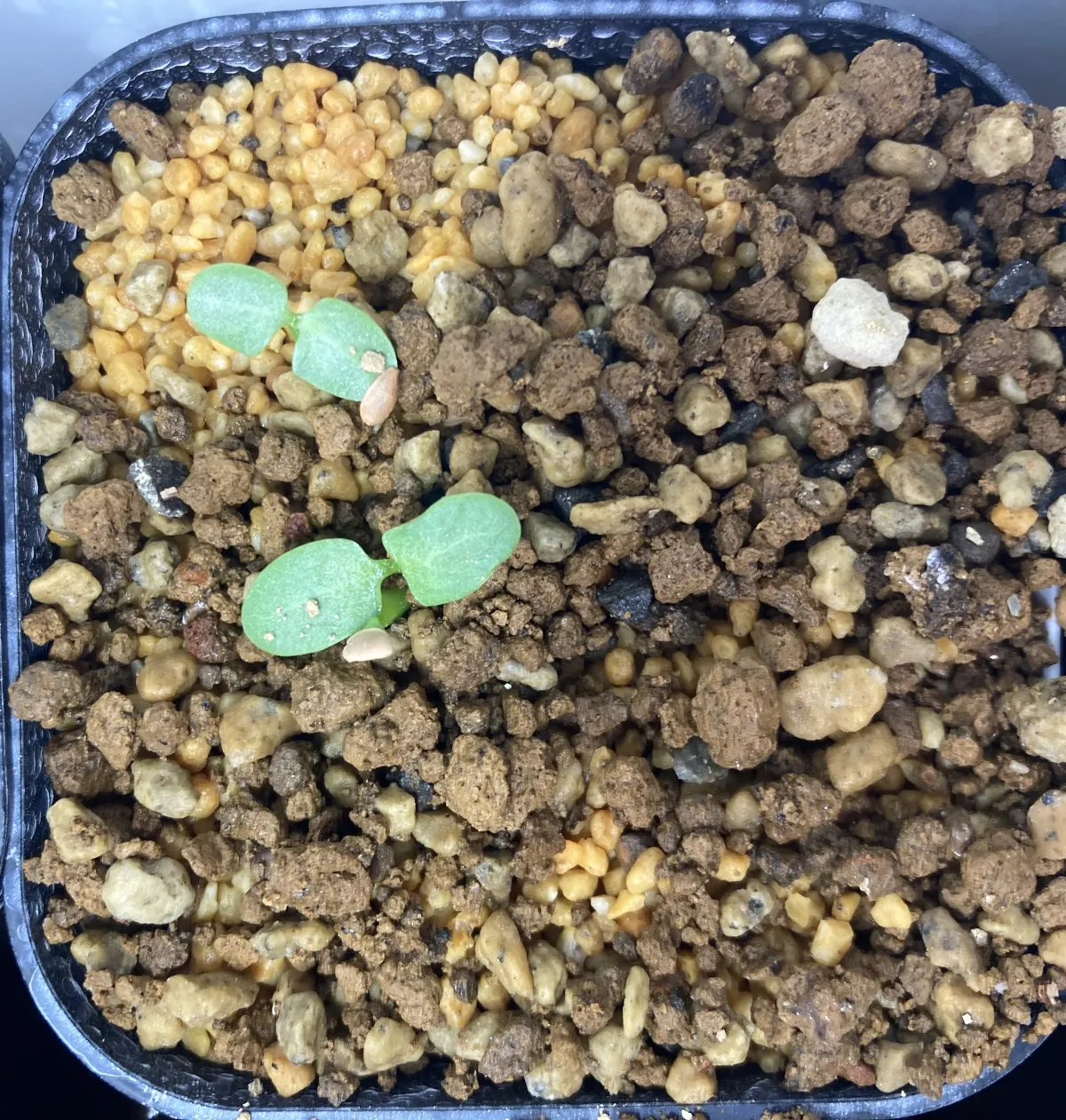 Pachypodium rosulatum var. eburneum (パキポディウム エブレネウム)