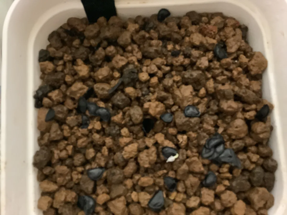 Agave congesta (アガベ コンゲスタ)