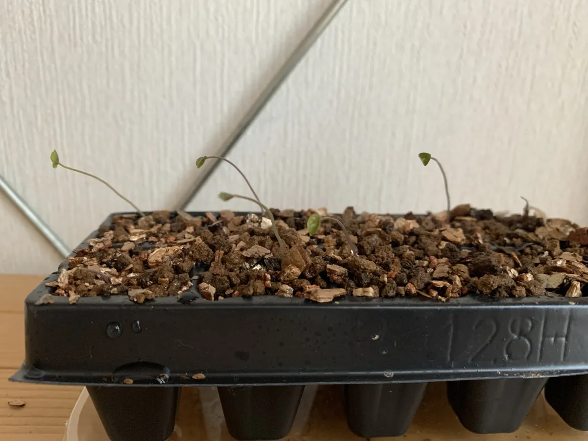 Dioscorea elephantipes (ディオスコレア エレファンティペス アフリカ亀甲竜)