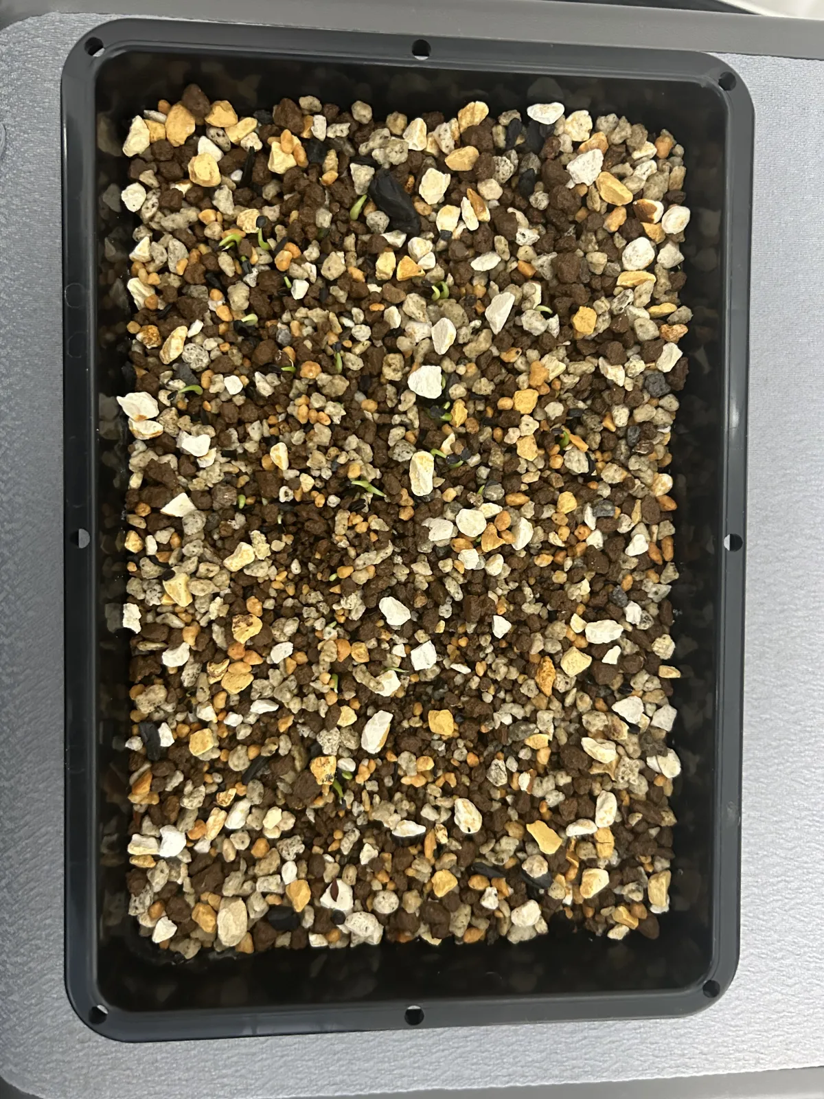 Agave titanota (アガベ チタノタ ドワーフ)