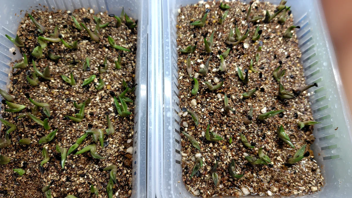 Agave oteroi (アガベ オテロイ)