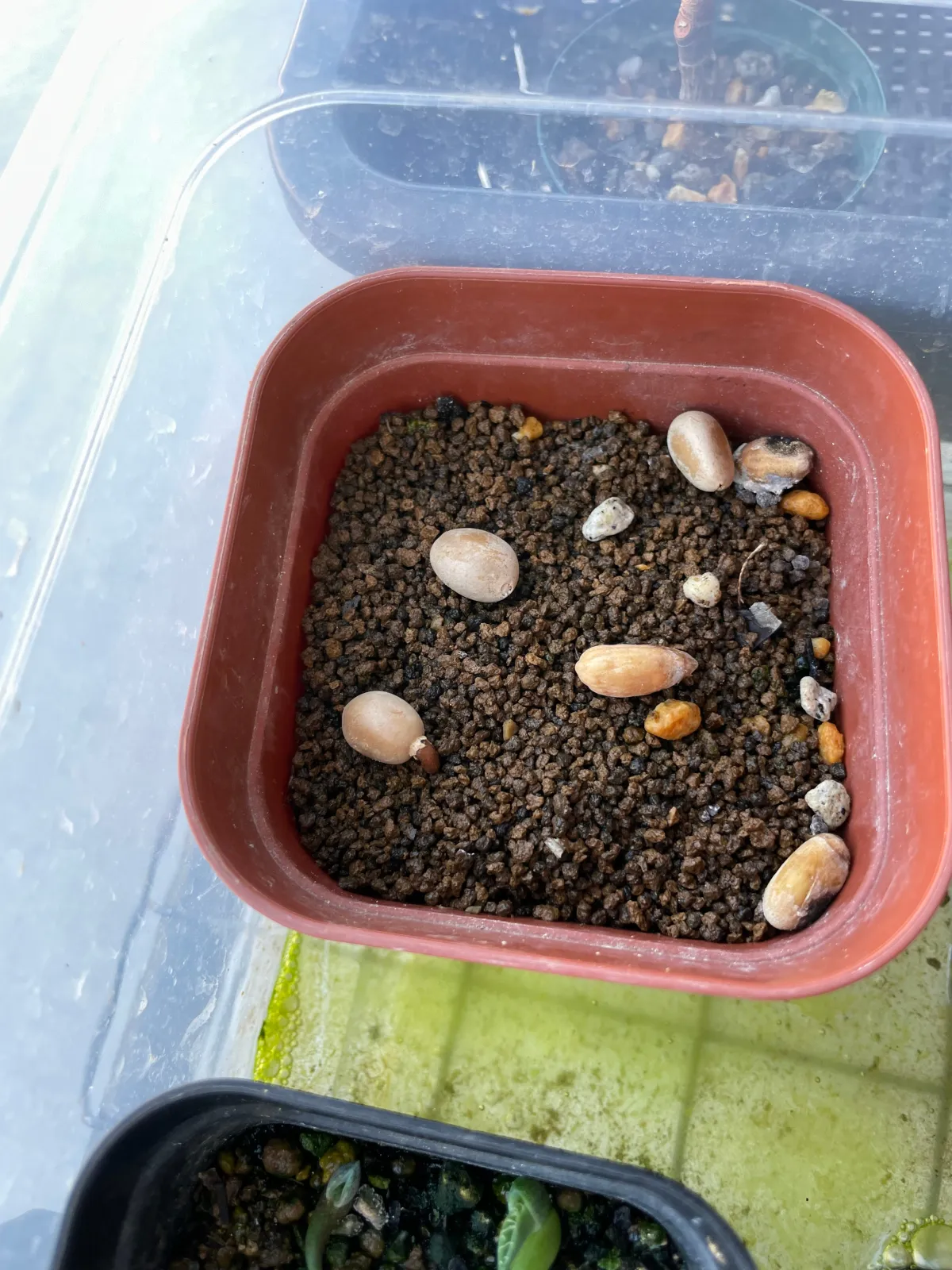 Zamia furfuracea (ザミア フルフラケア（メキシコザミア）)