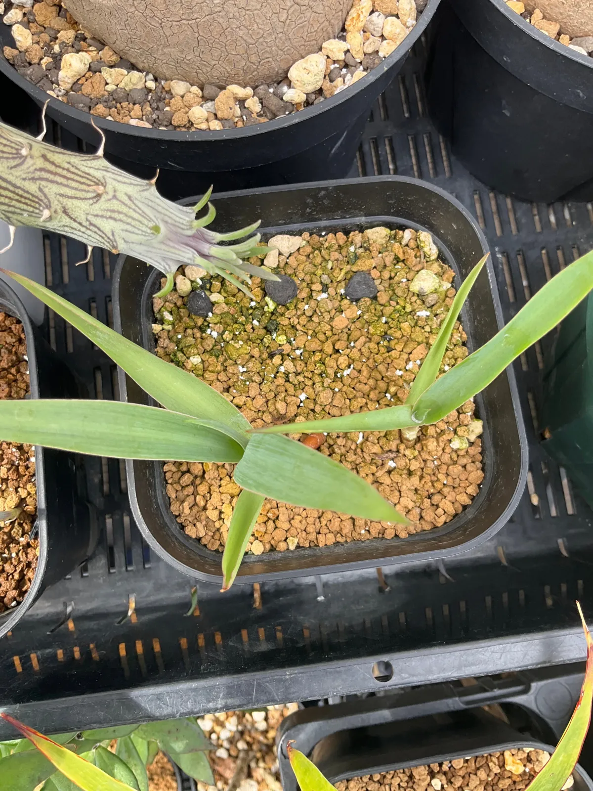 Yucca thompsoniana (ユッカ トンプソニアーナ)