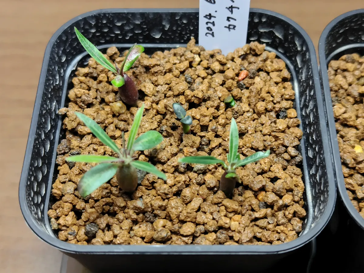 Pachypodium rosulatum ssp. cactipes (パキポディウム カクチペス)