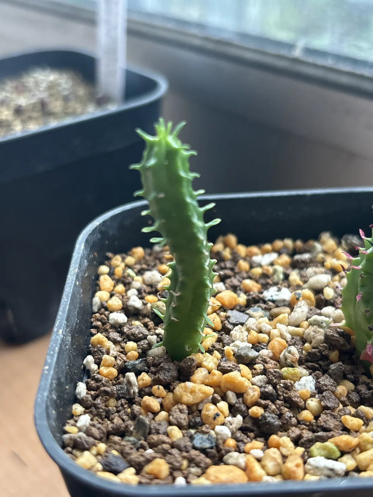 Euphorbia ferox (ユーフォルビア フェロックス)