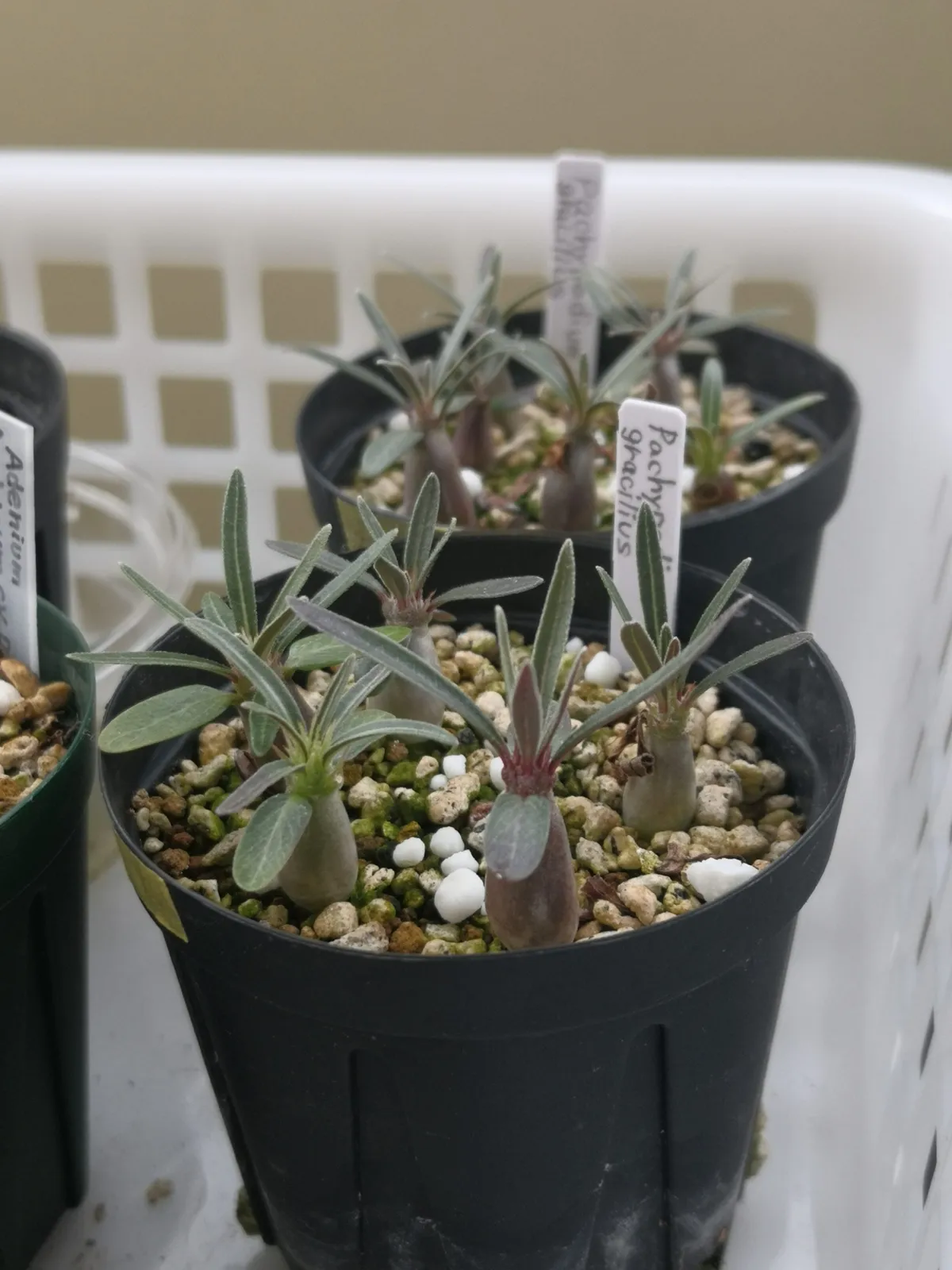 Pachypodium rosulatum var. gracilius (パキポディウム グラキリス)