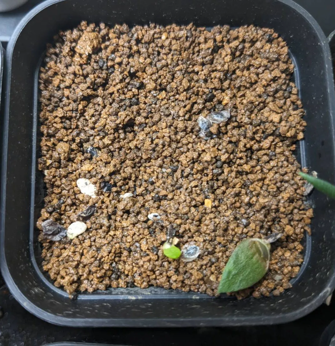 Aloe wickensii (アロエ ウィッケンシー)