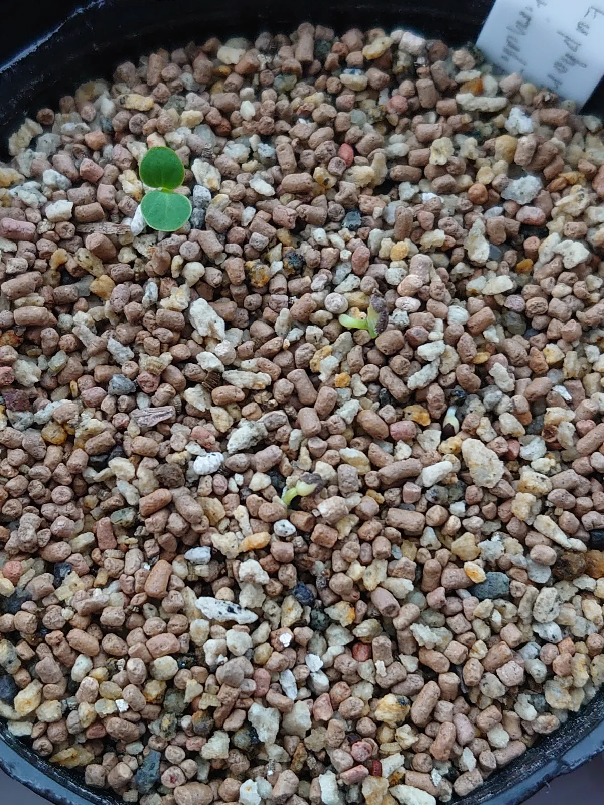 Euphorbia primulifolia var. primulifolia (ユーフォルビア プリムリフォリア)