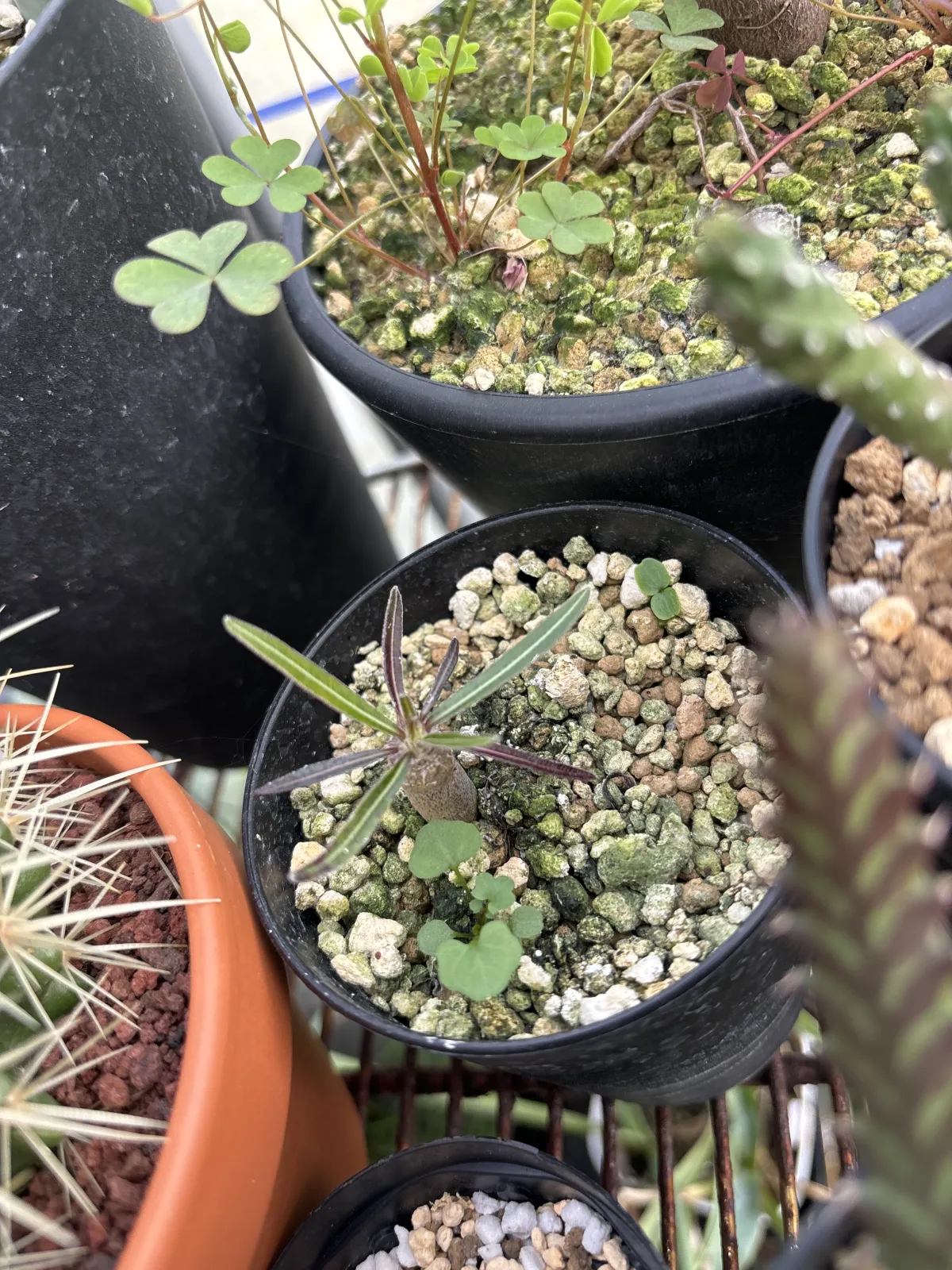 Pachypodium rosulatum var. gracilius (パキポディウム グラキリス)