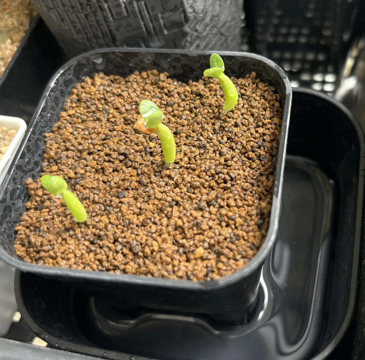 Pachypodium rosulatum var. inopinatum (パキポディウム イノピナツム)