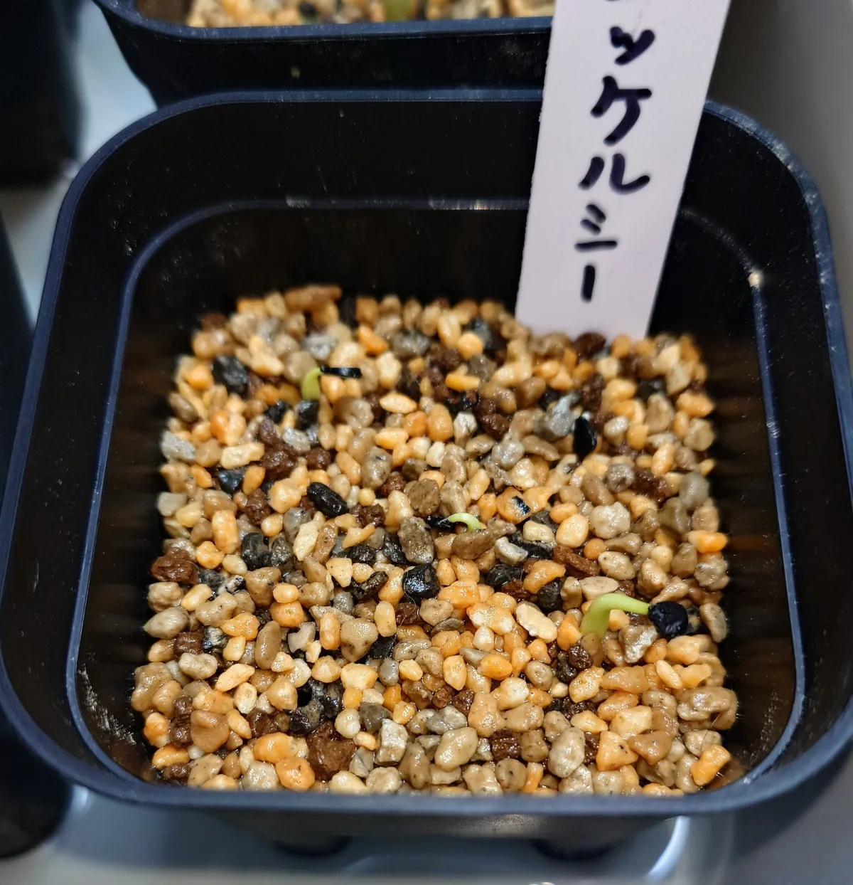 Agave nickelsiae (アガベ ニッケルシー)