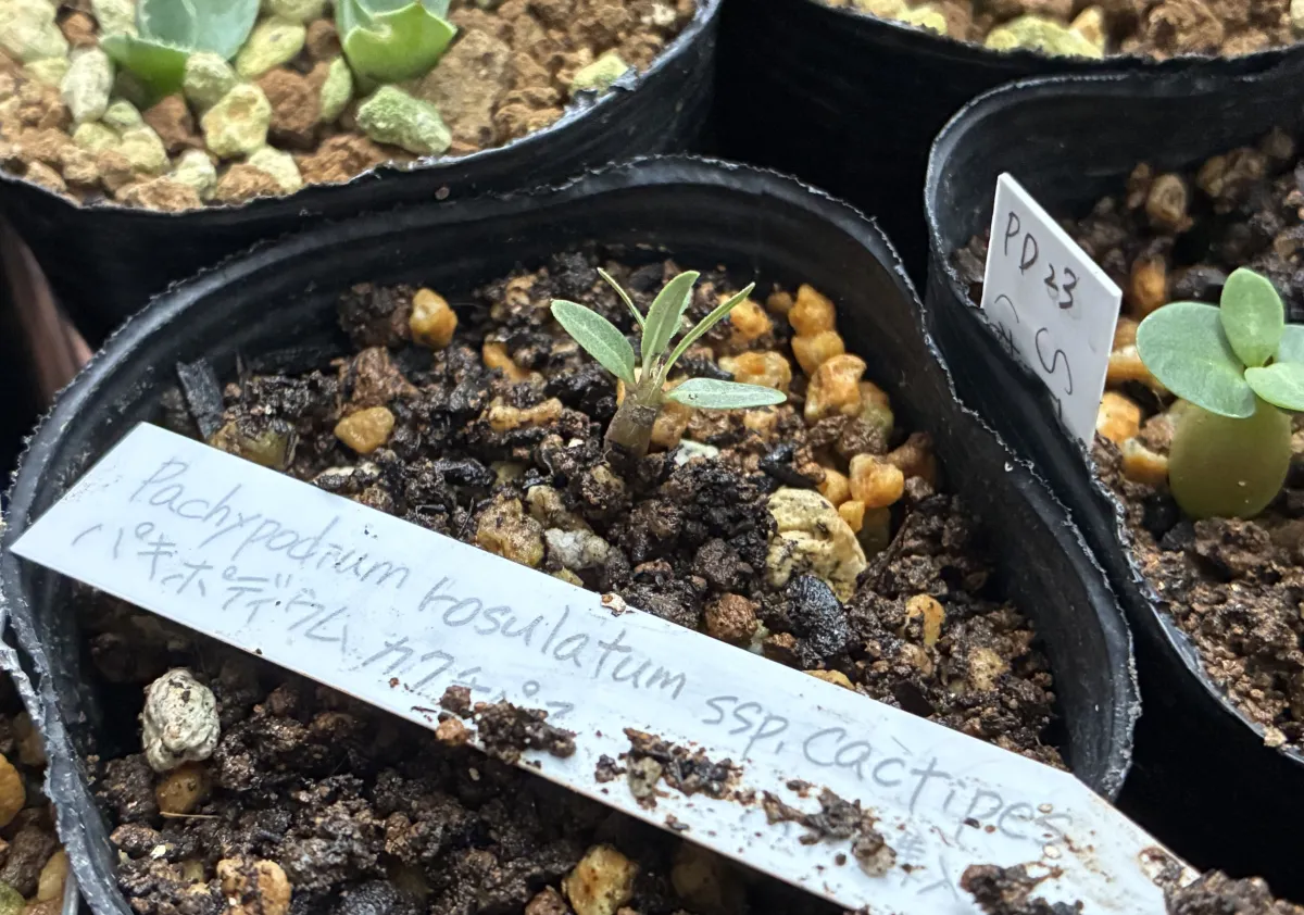 Pachypodium rosulatum ssp. cactipes (パキポディウム カクチペス)