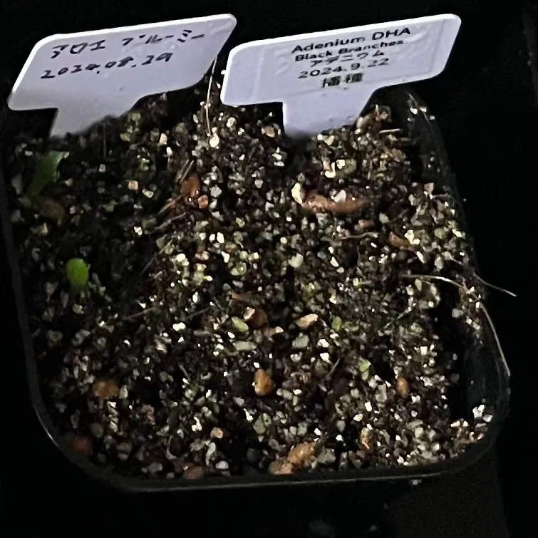 Aloe broomii (アロエ ブルーミー)