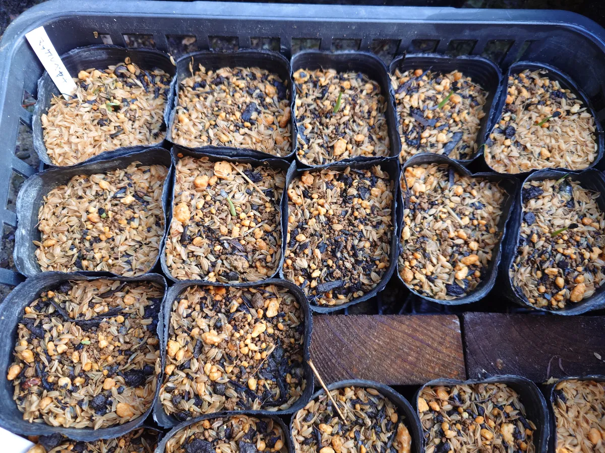 Agave mckelveyana (アガベ マッケルベヤナ)