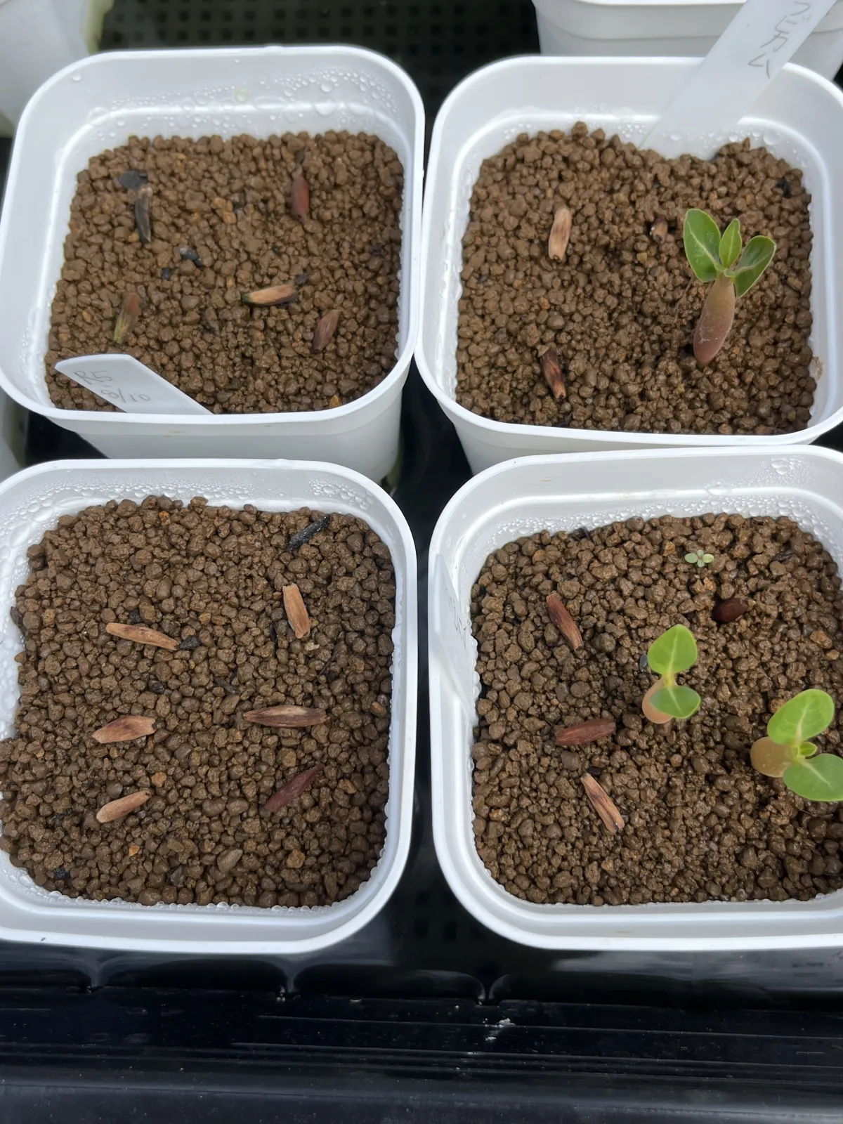 Adenium arabicum (アデニウム アラビカム)