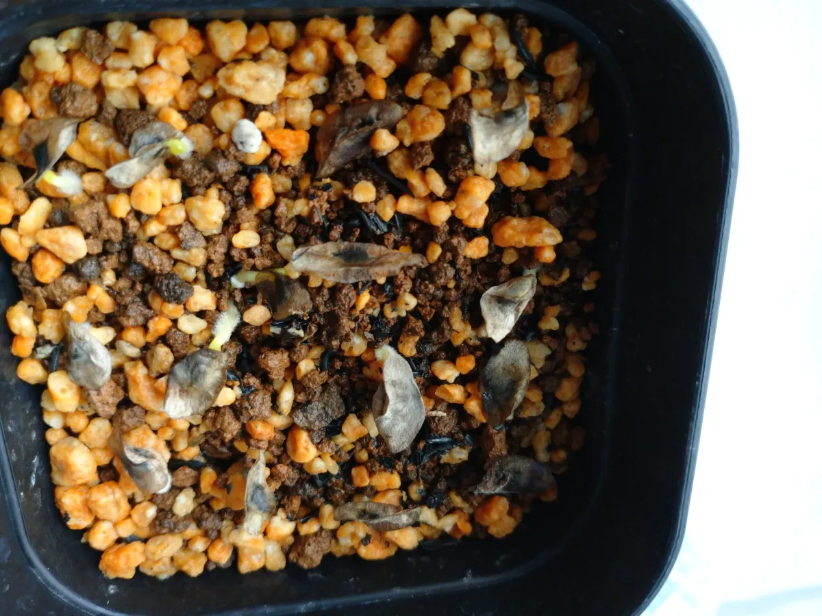 Aloe ramosissima (アロエ ラモシシマ)