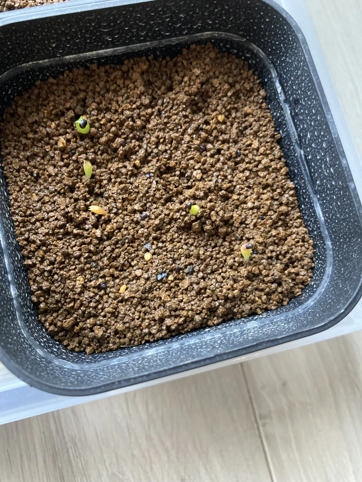 Ferocactus robustus (フェロカクタス ロブスタス)