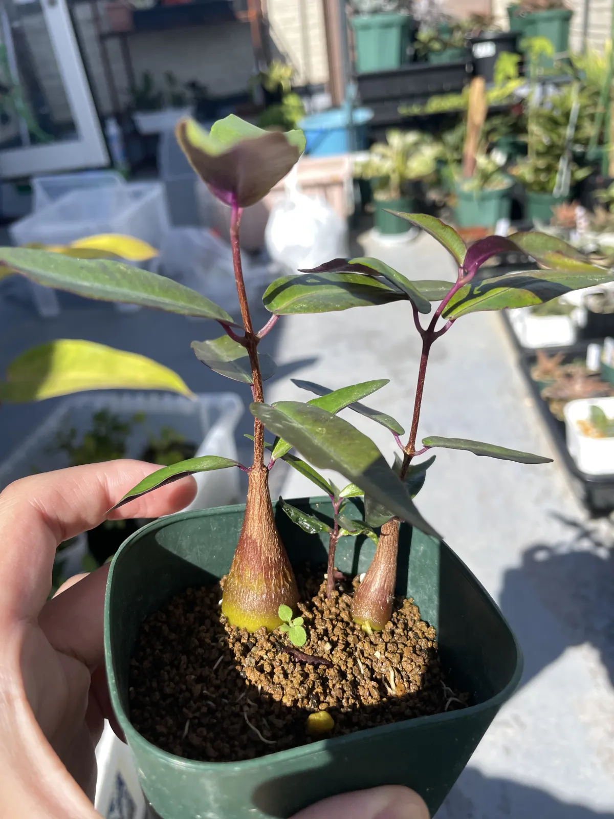 Petopentia natalensis (ペトペンチア ナタレンシス)