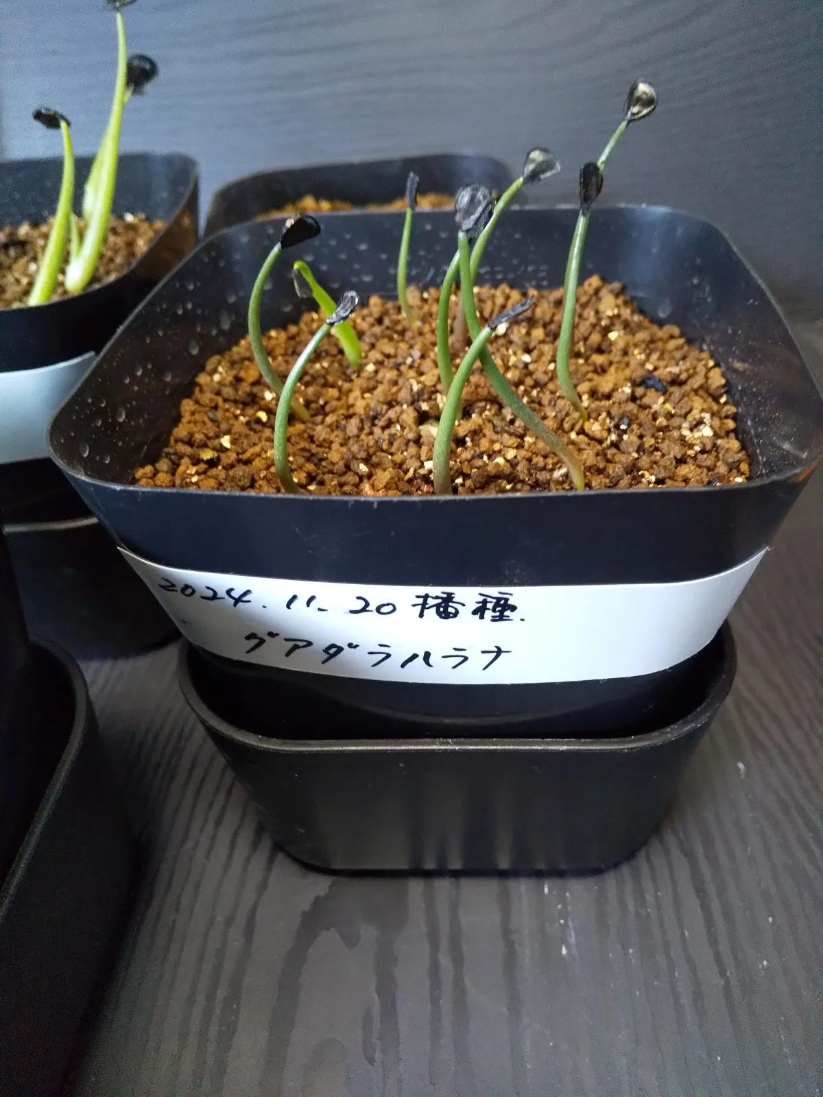 Agave guadalajarana (アガベ グアダラハラナ)