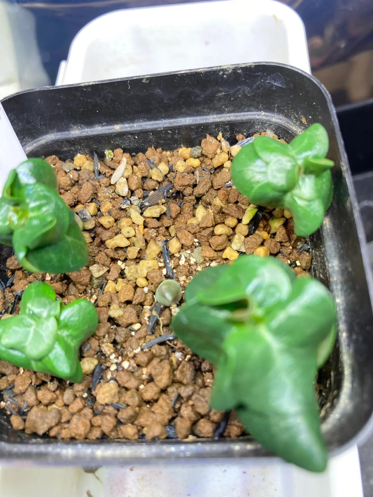 Adenium DHA PMK (アデニウム DHA PMK)