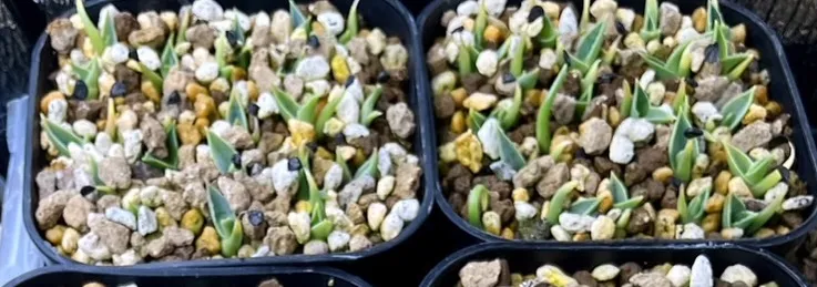 Agave utahensis var. eborispina (アガベ エボリスピナ)