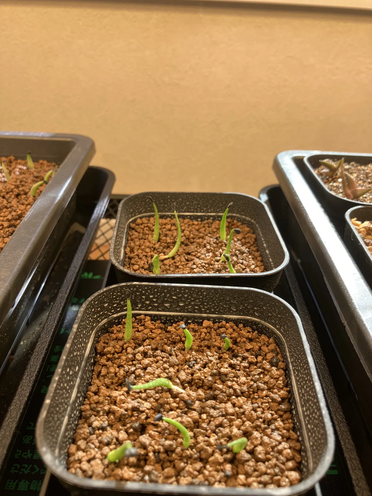 Agave utahensis var. eborispina (アガベ エボリスピナ)