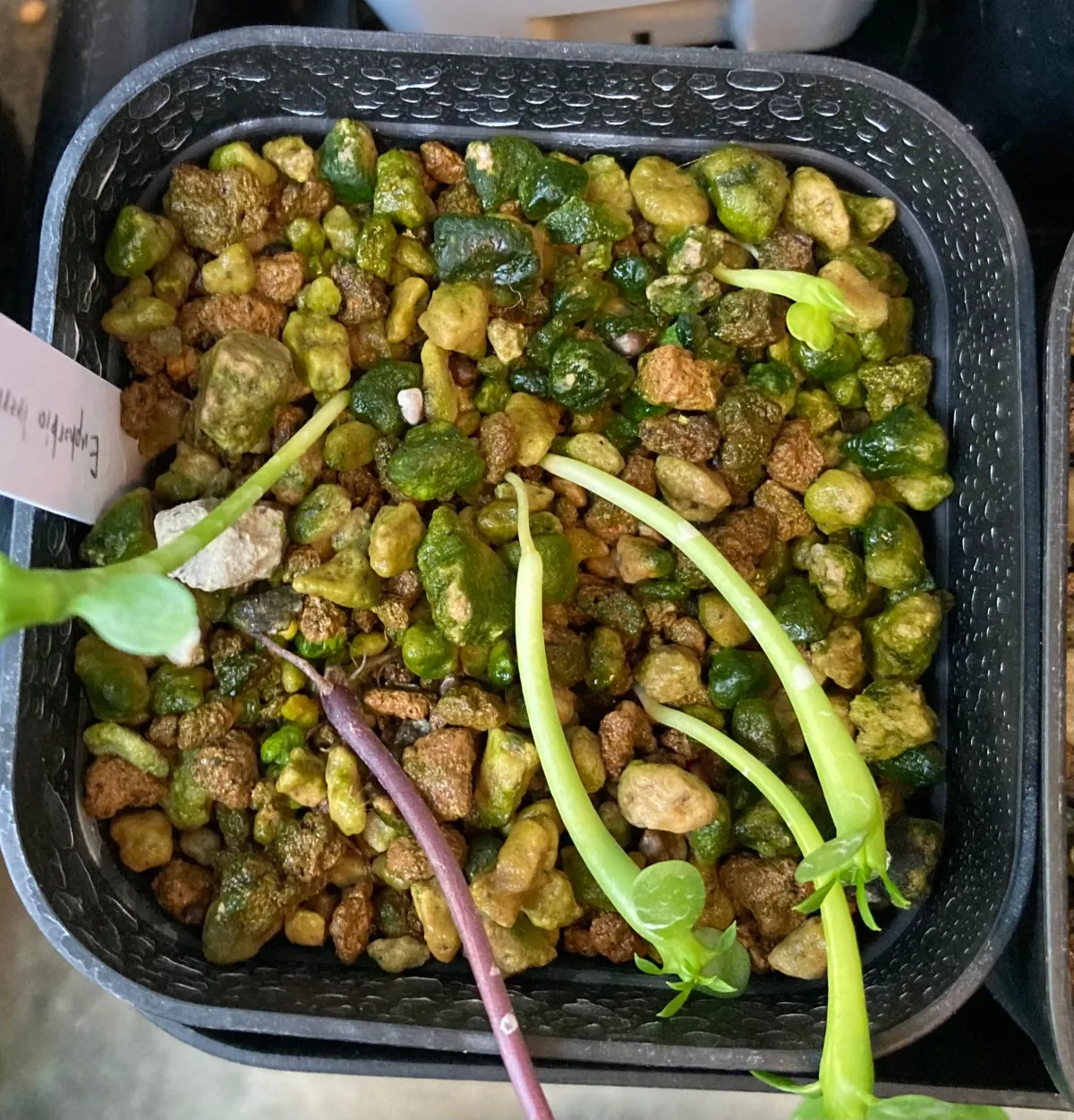 Euphorbia inermis var. huttonae (ユーフォルビア イネルミス 九頭竜)