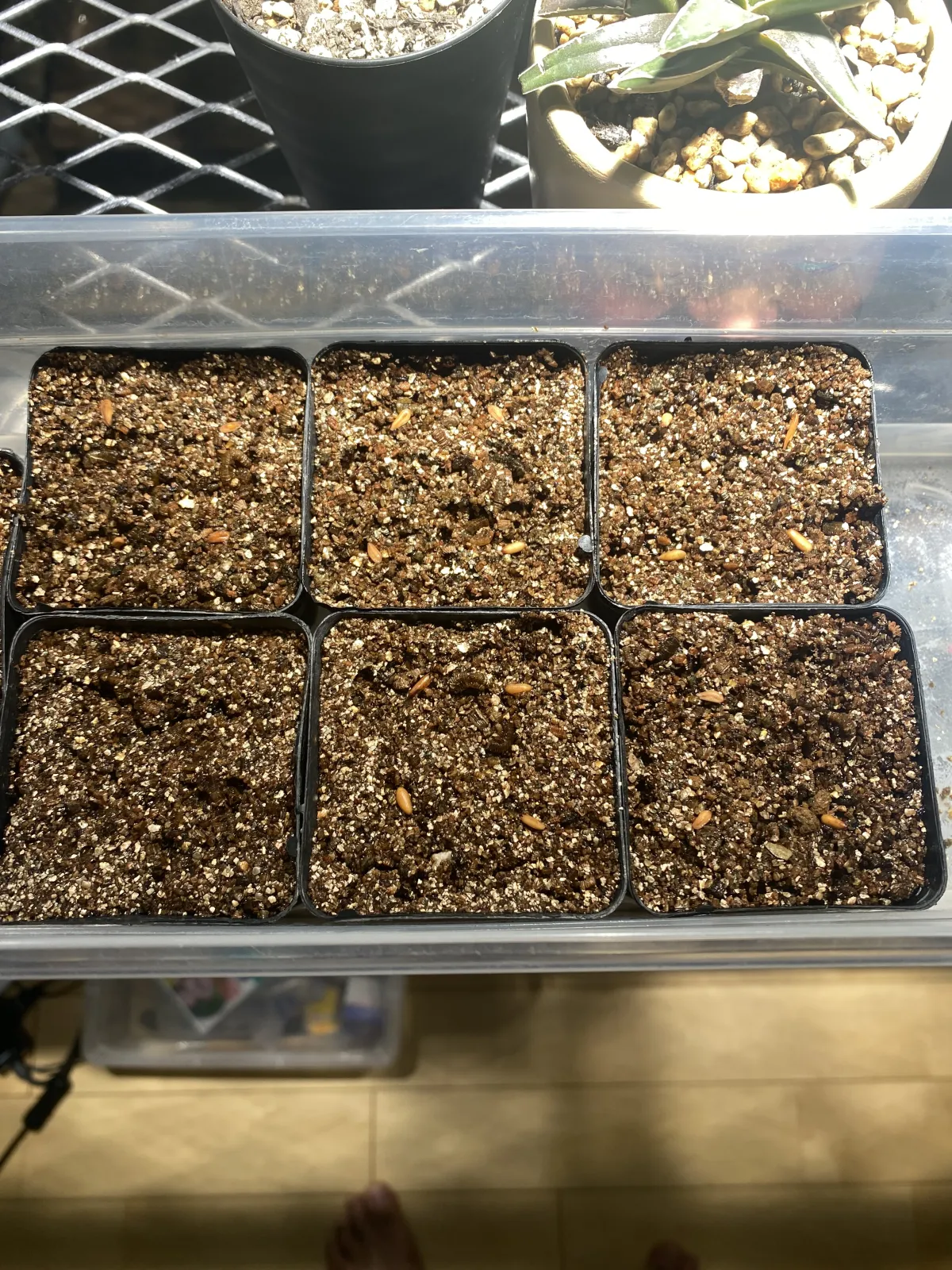 Pachypodium densiflorum var. brevicalyx (パキポディウム ブレビカリックス)