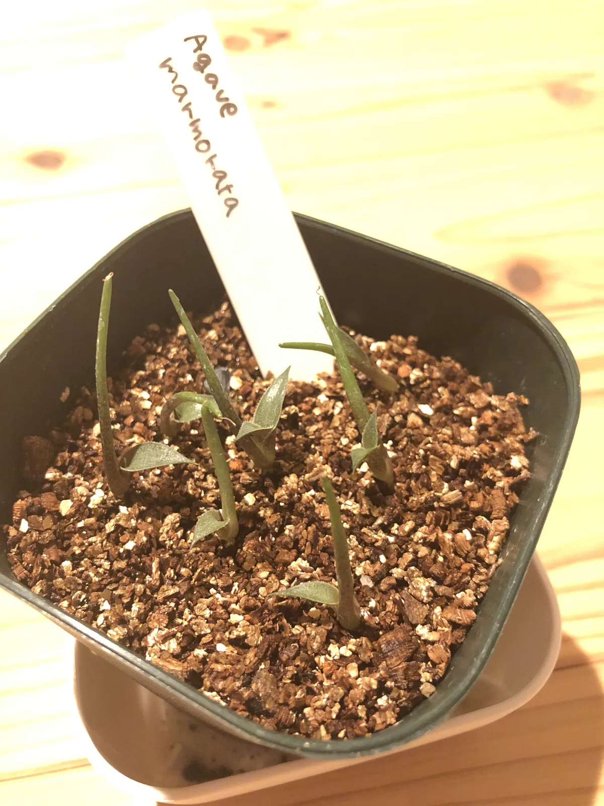 Agave marmorata (アガベ マルモラータ)